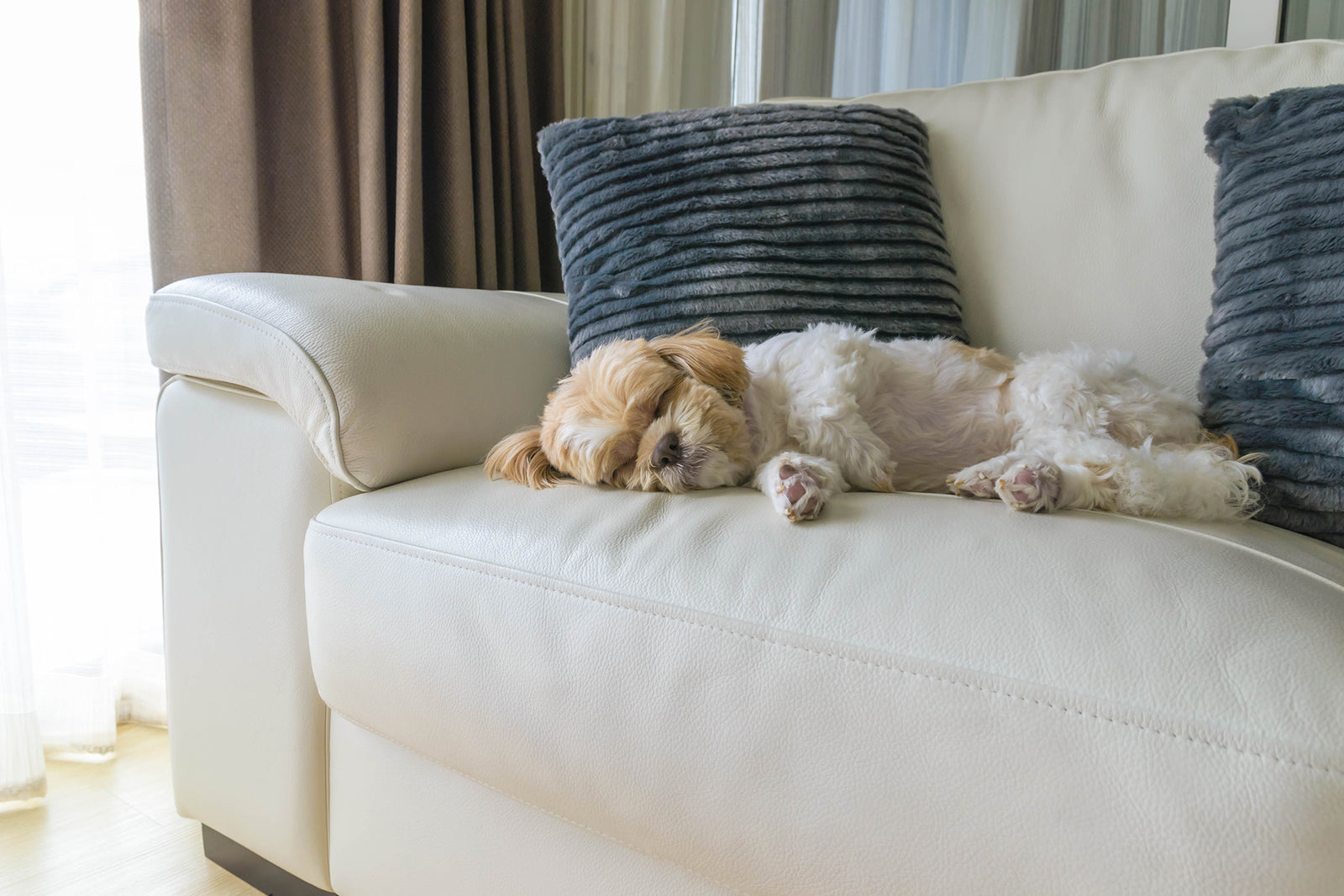Leather Furniture and Pets - Coja